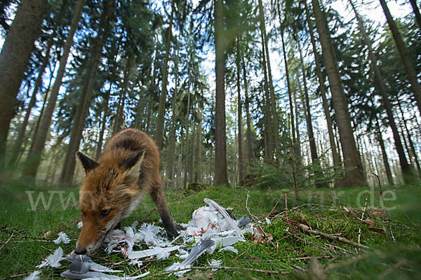 Rotfuchs (Vulpes vulpes)