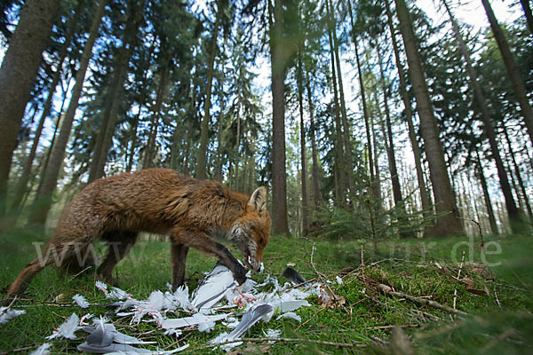 Rotfuchs (Vulpes vulpes)