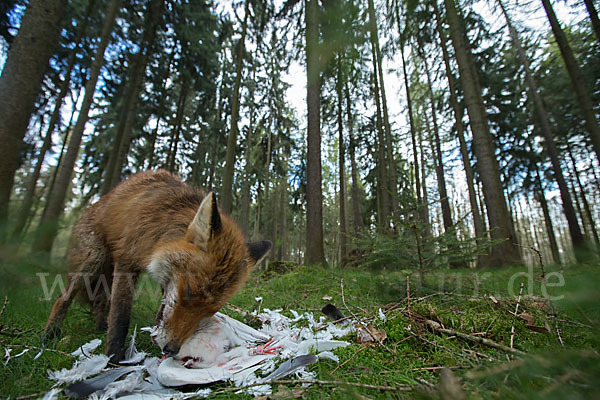 Rotfuchs (Vulpes vulpes)