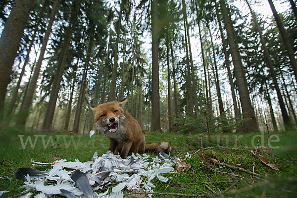 Rotfuchs (Vulpes vulpes)