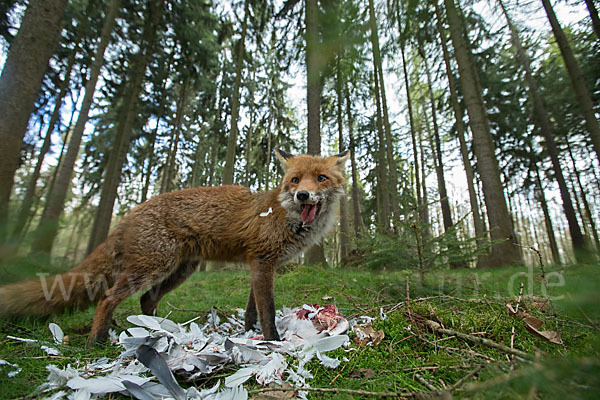 Rotfuchs (Vulpes vulpes)