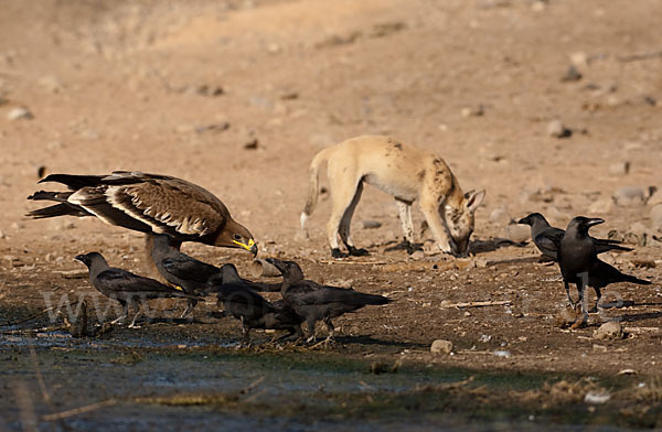 Rotfuchs sspec. (Vulpes vulpes arabica)