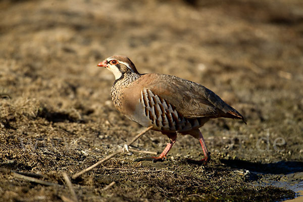 Rothuhn (Alectoris rufa)