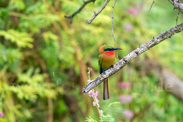 Rotkehlspint (Merops bulocki)