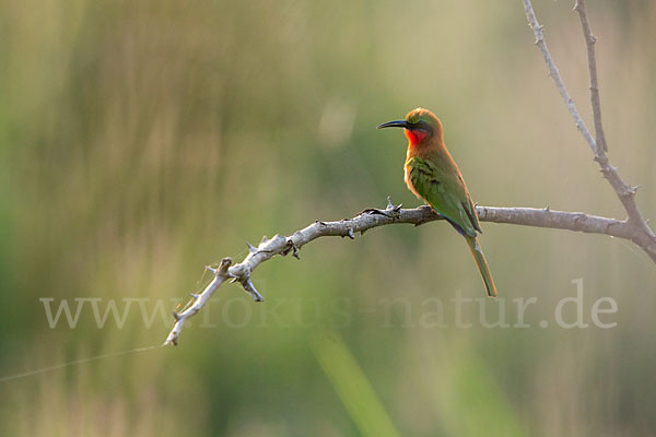 Rotkehlspint (Merops bulocki)