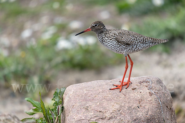 Rotschenkel (Tringa totanus)