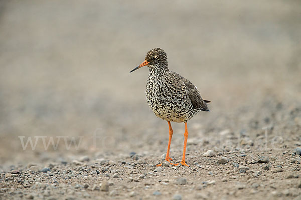 Rotschenkel (Tringa totanus)