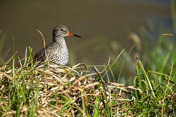 Rotschenkel (Tringa totanus)