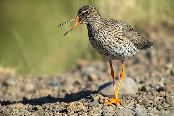 Rotschenkel (Tringa totanus)