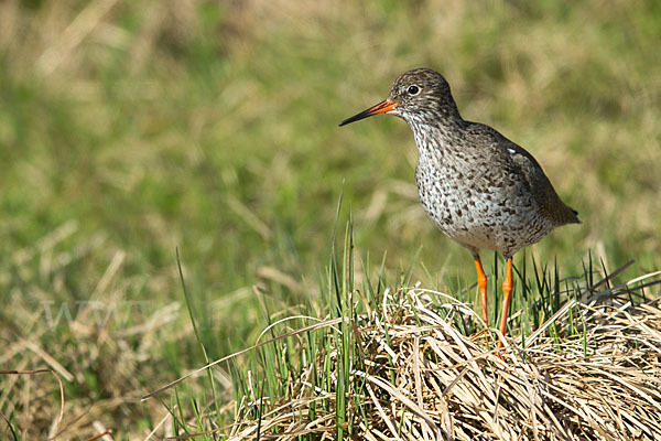 Rotschenkel (Tringa totanus)