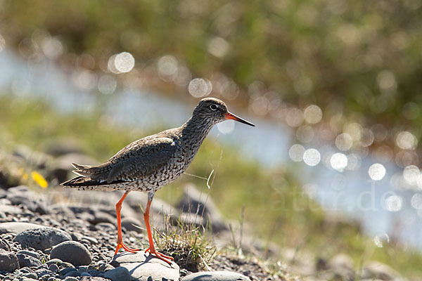 Rotschenkel (Tringa totanus)