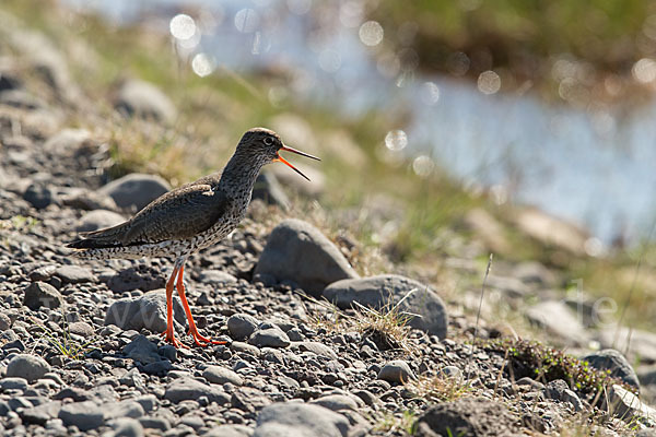 Rotschenkel (Tringa totanus)