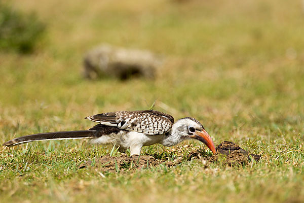 Rotschnabeltoko (Tockus erythrorhynchus)