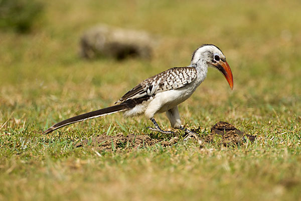 Rotschnabeltoko (Tockus erythrorhynchus)