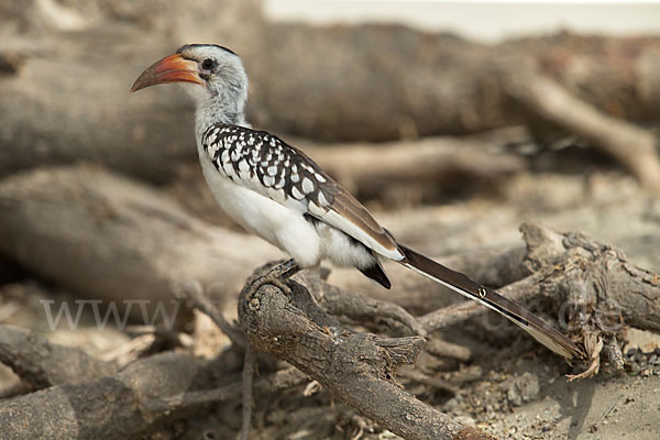 Rotschnabeltoko (Tockus erythrorhynchus)