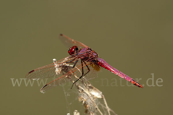 Rotviolette Segellibelle (Trithemis annulata)