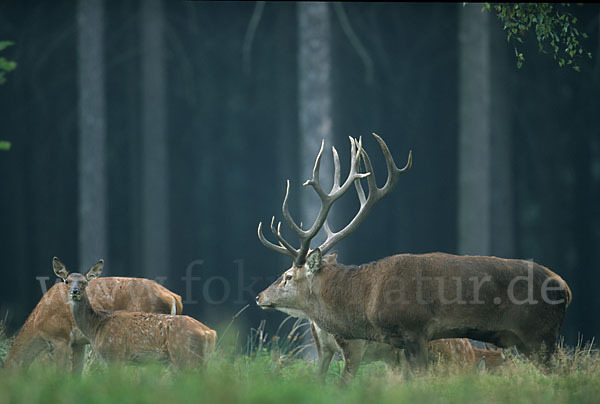 Rotwild (Cervus elaphus)