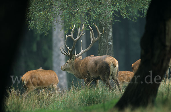 Rotwild (Cervus elaphus)