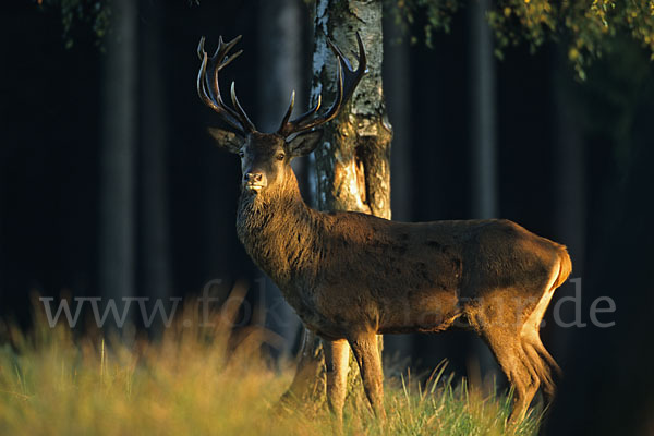 Rotwild (Cervus elaphus)