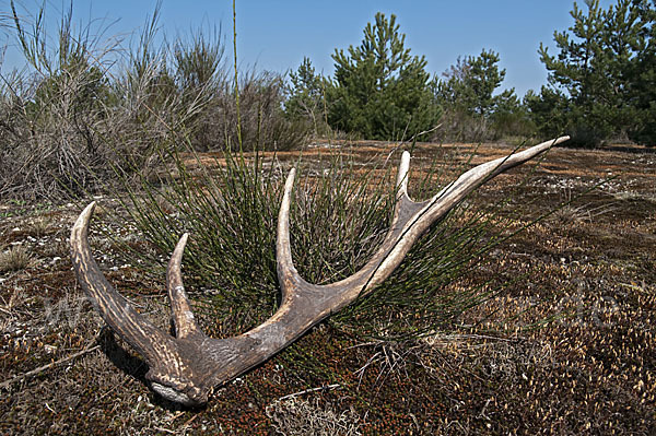 Rotwild (Cervus elaphus)