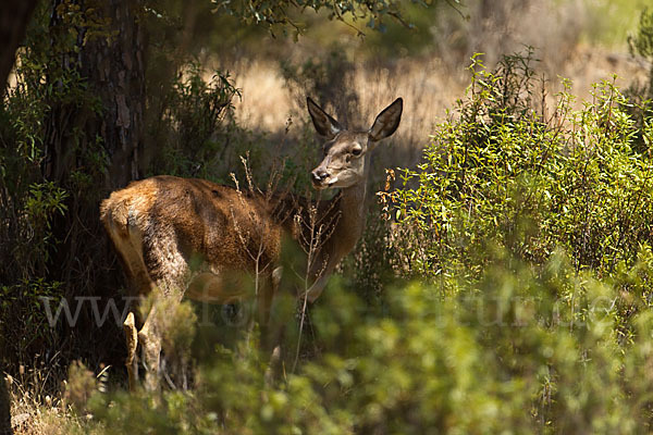 Rotwild (Cervus elaphus)