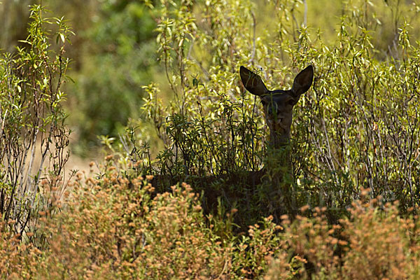 Rotwild (Cervus elaphus)