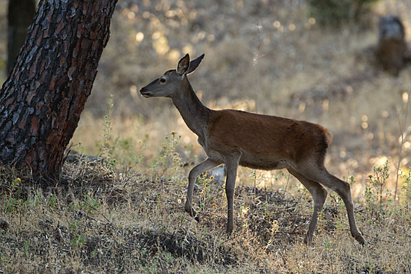 Rotwild (Cervus elaphus)