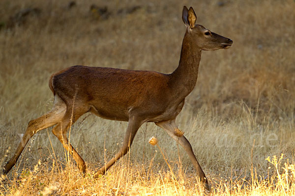 Rotwild (Cervus elaphus)