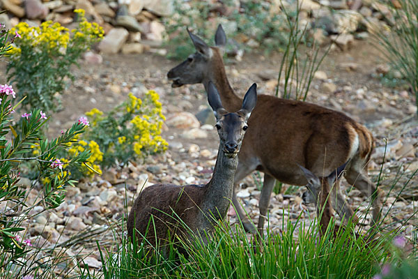 Rotwild (Cervus elaphus)