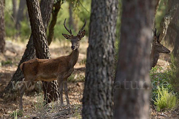 Rotwild (Cervus elaphus)