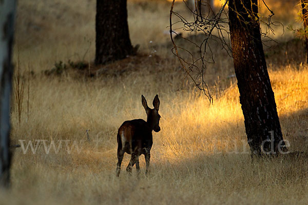 Rotwild (Cervus elaphus)