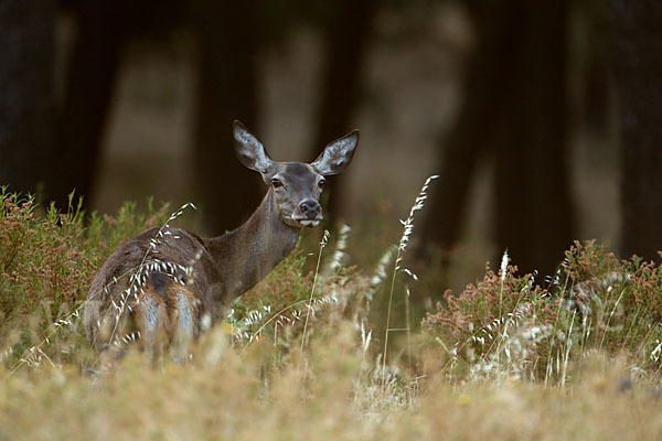 Rotwild (Cervus elaphus)