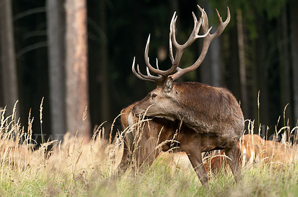 Rotwild (Cervus elaphus)