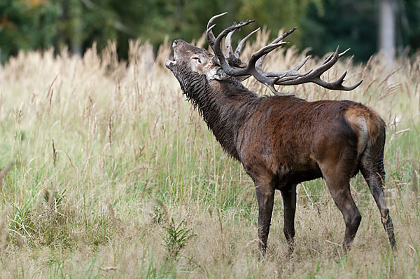 Rotwild (Cervus elaphus)