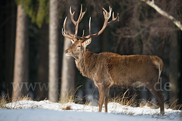 Rotwild (Cervus elaphus)