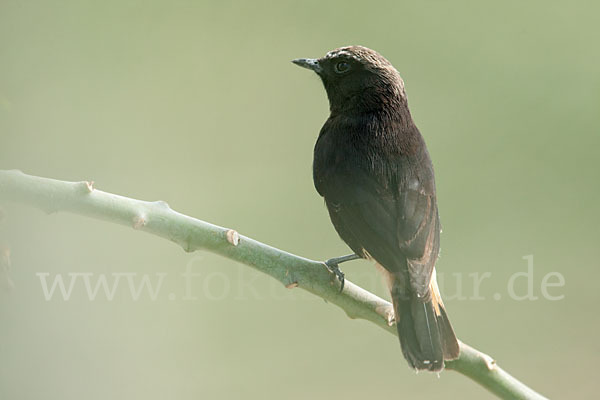 Rüppel-Steinschmätzer (Oenanthe lugubris)