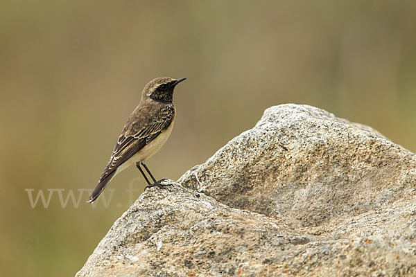 Rüppel-Steinschmätzer (Oenanthe lugubris)