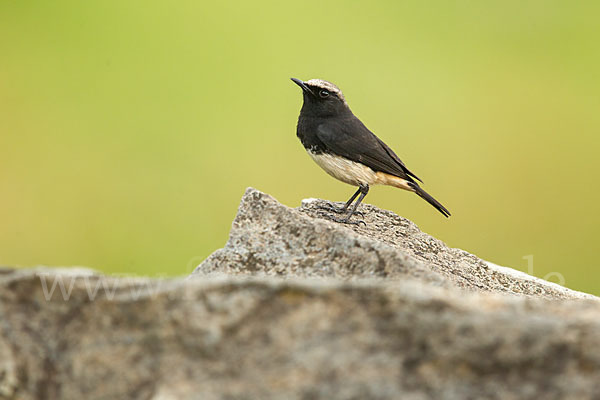 Rüppel-Steinschmätzer (Oenanthe lugubris)