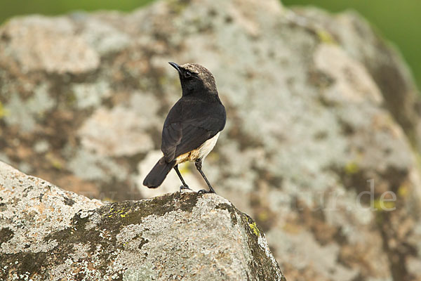 Rüppel-Steinschmätzer (Oenanthe lugubris)
