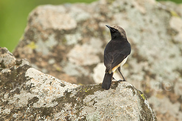 Rüppel-Steinschmätzer (Oenanthe lugubris)