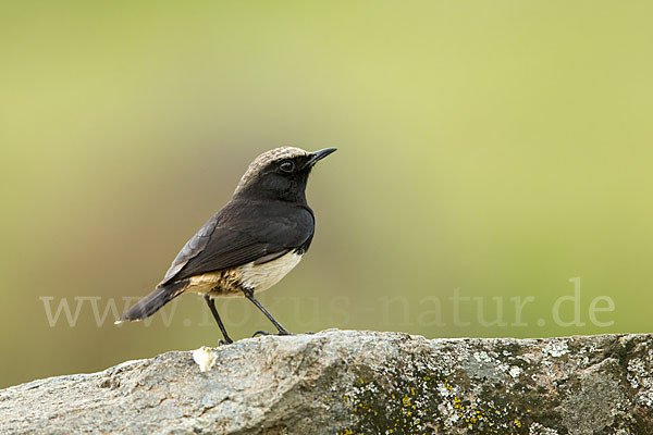 Rüppel-Steinschmätzer (Oenanthe lugubris)