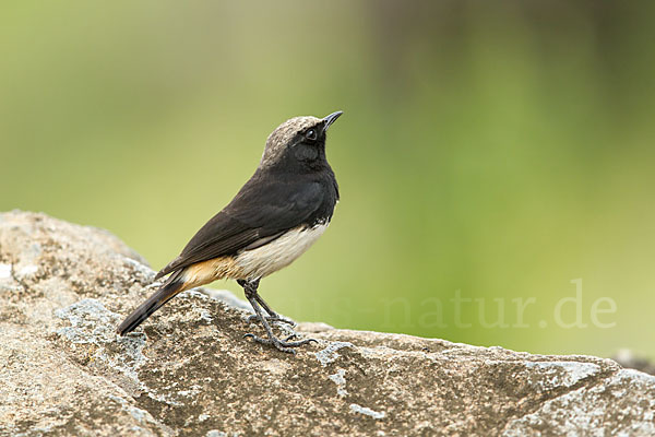 Rüppel-Steinschmätzer (Oenanthe lugubris)