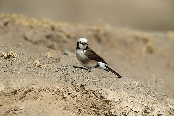 Rüppellwürger (Eurocephalus rueppelli)