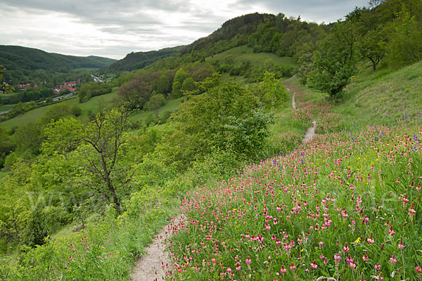 Saat-Esparsette (Onobrychis viciifolia)