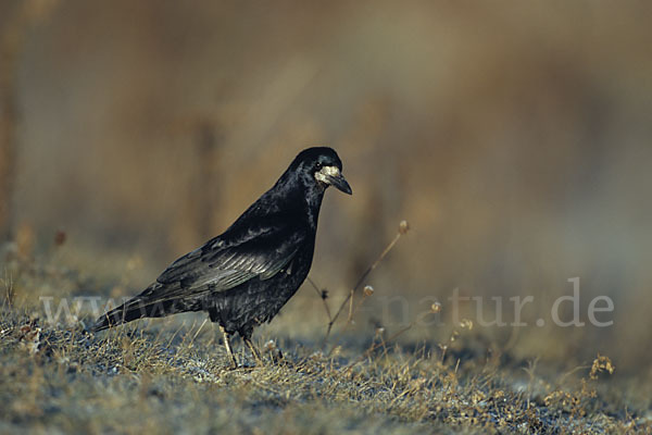 Saatkrähe (Corvus frugilegus)