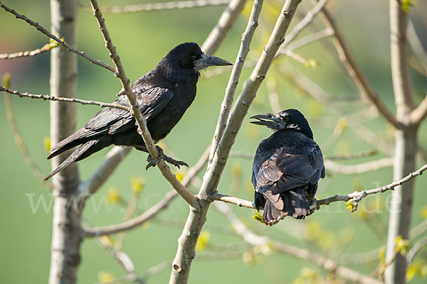 Saatkrähe (Corvus frugilegus)