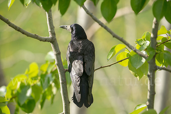 Saatkrähe (Corvus frugilegus)