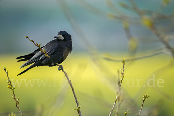 Saatkrähe (Corvus frugilegus)