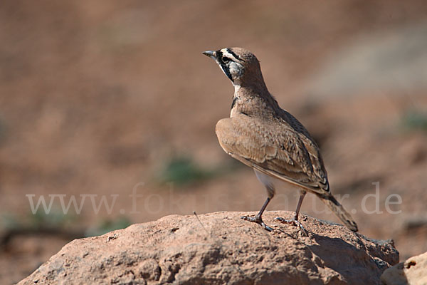 Saharaohrenlerche (Eremophila bilopha)