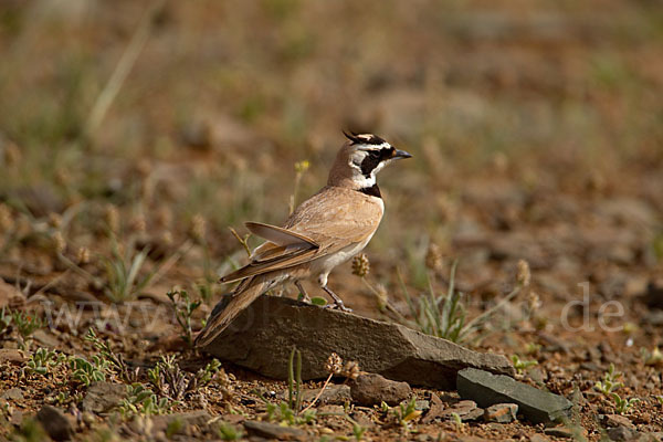 Saharaohrenlerche (Eremophila bilopha)